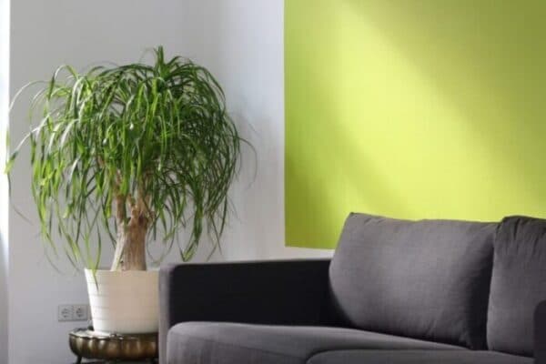 Green wall interior paint